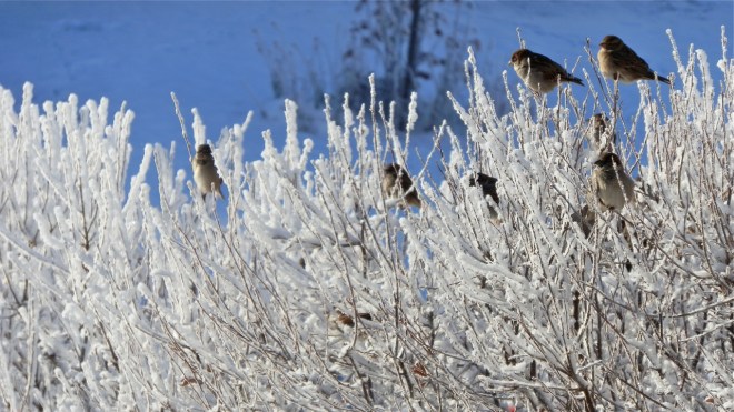 Winter Birds